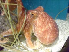 Unidentified octopus in Sea Life Helsinki aquarium