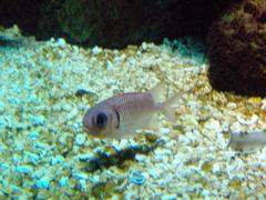 Red squirrelfish with pronounced eyes swimming in an aquarium at Sea Life Helsinki