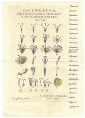 18th century botanical illustration of Linnaeus sexual system of plant classification by George Dionysius Ehret