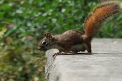 Mount Pleasant Cemetery