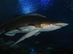 Inside Aquaria KLCC tunnel with sharks swimming around