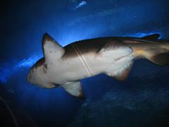 Carcharias taurus shark swimming inside the tunnel at Aquaria KLCC