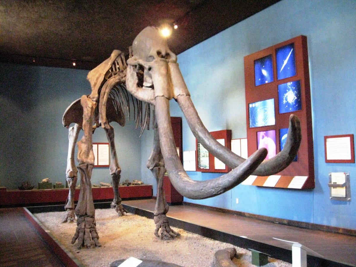 Nearly complete Columbian mammoth skeleton on display at the Regional Museum of Guadalajara in Guadalajara Mexico