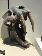 Intact skull of a sabertooth tiger on display at the Regional Museum of Guadalajara in Guadalajara Mexico