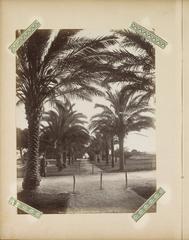 Palm tree-lined alley leading to the Château in Nice, historical black and white photo album print from late 19th century