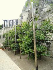 Limonaia del Castel citrus garden with lemon trees and historic stone buildings in Limone sul Garda on Lake Garda Italy