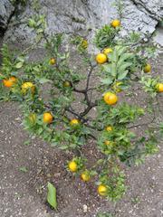 Citrus myrtifolia plant in Limonaia del Castel greenhouse, Limone sul Garda, Lake Garda, Italy