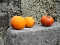 Limonaia del Castel lemon garden with historic buildings in Limone sul Garda on Lake Garda