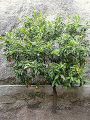 Limonaia Del Castel