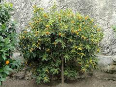 Fortunella japonica plant in Limonaia del Castel greenhouse in Limone sul Garda Italy