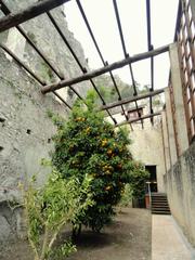 Limonaia del Castel lemon grove on Lake Garda in Limone sul Garda Italy