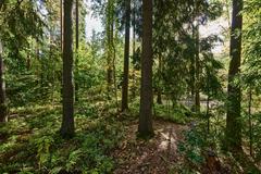 Helsingin keskuspuisto park in Länsi-Pasila with green trees and pathways in early autumn