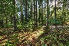 Helsingin keskuspuisto park in Vanha Ruskeasuo with greenery and walking path