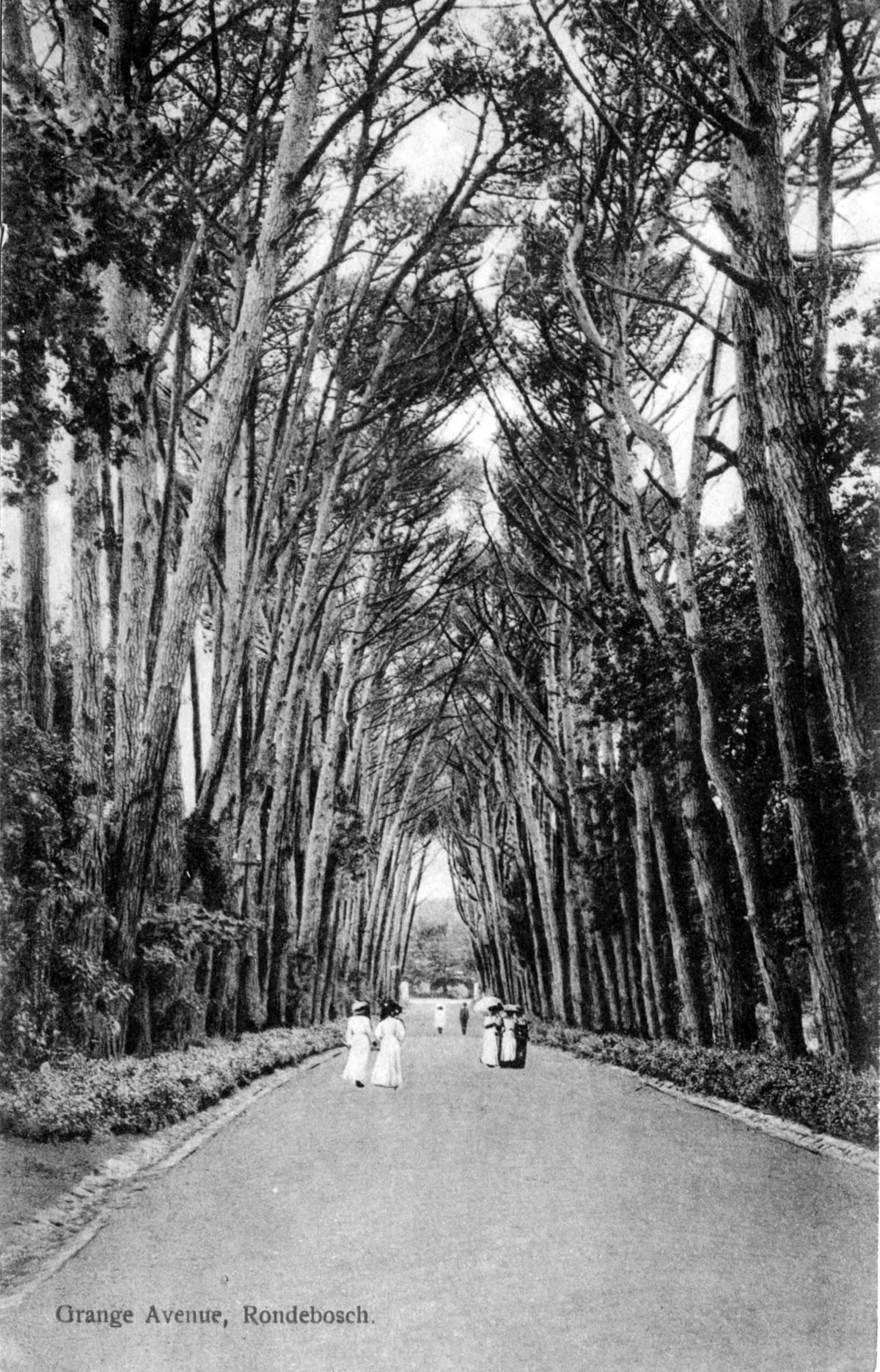 Grange Avenue in Rondebosch around the 1900s showing early 20th century street scene with buildings and horse-drawn carriages