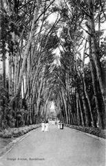 Grange Avenue in Rondebosch around the 1900s showing early 20th century street scene with buildings and horse-drawn carriages