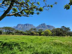 View over Keurboom Park in Cape Town with spring flowers in foreground and Table Mountain in background in winter 2022