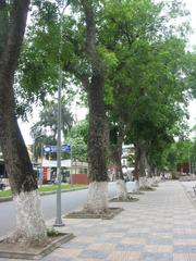 Khaya senegalensis tree at Hanoi University of Technology in Hanoi, Vietnam
