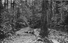 Historical black and white photograph of MacLeay Park in 1914, Portland Oregon