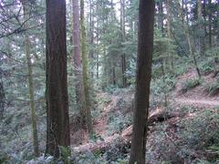 Winding dirt path through dense green forest in Forest Park Portland