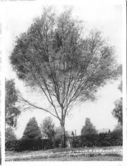 Acacia Floribunda tree beside a stone-marked path in Westlake Park (later MacArthur Park), Los Angeles, circa 1920
