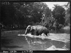 Vintage black and white photograph of an elephant at the Jardin d'Acclimatation, Paris, circa 1932