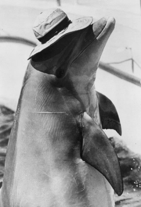 Flipper the dolphin swimming in water