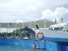 Bottlenose dolphin Flipper jumping out of water at Miami Seaquarium