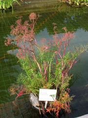 Cicuta virosa plant in bloom at Oslo Botanical Garden