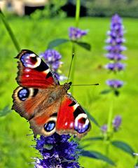 Close-up of a colorful Eurasian peacock butterfly on a white flower