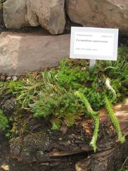 Huperzia squarrosa plant in Oslo Botanical Garden