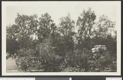 Old black and white photo of Tøyen neighborhood in Oslo showing historic buildings and street scene