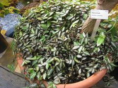 Averrhoa carambola tree trunk in Oslo Botanical Garden