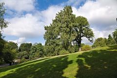 Botanical garden in Oslo with diverse green plants and flowers