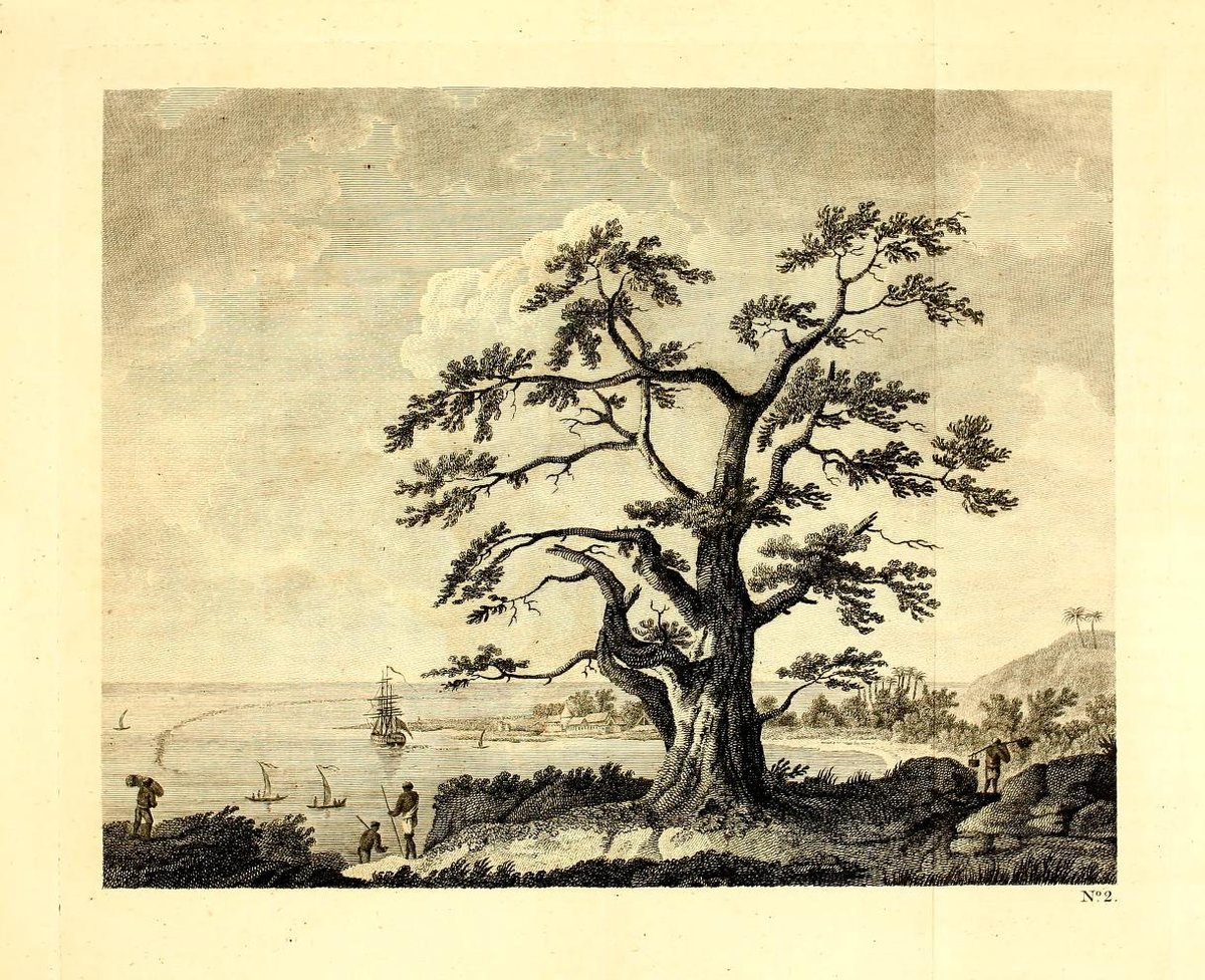 1773 engraving of HMS Endeavour anchoring in Matavai Bay, Tahiti with tree in foreground