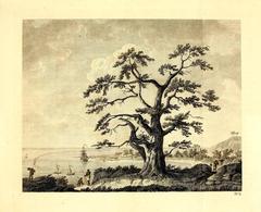 1773 engraving of HMS Endeavour anchoring in Matavai Bay, Tahiti with tree in foreground