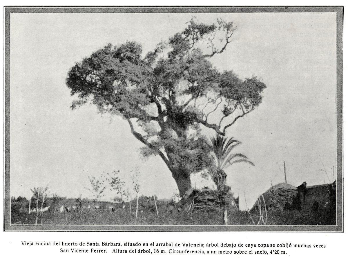 Old Holm Oak (Quercus ilex) tree near Valencia, Valencian Community, Spain