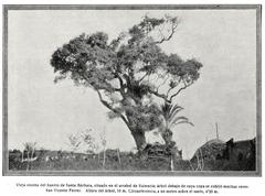 Old Holm Oak (Quercus ilex) tree near Valencia, Valencian Community, Spain