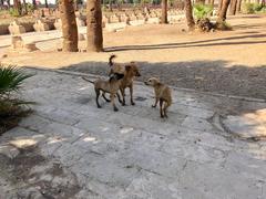 Dogs at Luxor Temple in Luxor Egypt