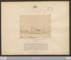 Page from the 1873 Album of Austrian Dairy Cattle Breeds exhibited at the World Exhibition in Vienna with historical photography by Heinrich Schnaebeli