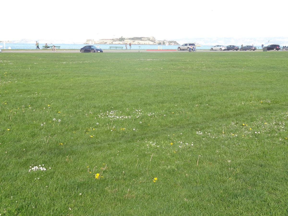 Scenic view of Marina Green park with San Francisco skyline and sailboats