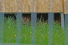 Balkan Lynx resting in Tirana Zoo