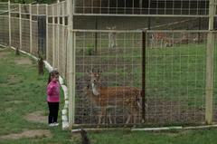 Deer in Tirana Zoo in Albania