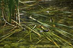 Turtles swimming in a pond at Tirana Zoo