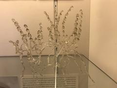 Model of Albugo candida by William A. R. Dillon Weston