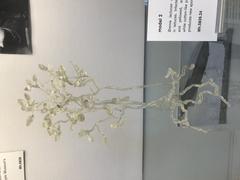 William A. R. Dillon Weston model of Bremia lactucae fungus