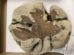 Araliaephyllum polevoi fossil specimen from Hell Creek Formation
