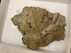 Artocarpus lessigiana fossil specimen from Hell Creek Formation