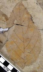 Fossil specimen of Browniea serrata from Fort Union Formation
