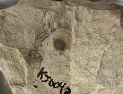 Fossil specimen of Carpites ulmiformis from Hell Creek Formation