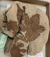 Specimen of Cissites acerifolia from Hell Creek Formation